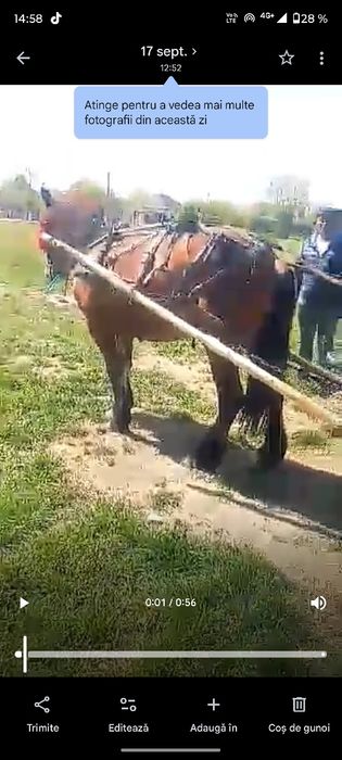 Vând iapă nu mușcă nu lovește de patru ani