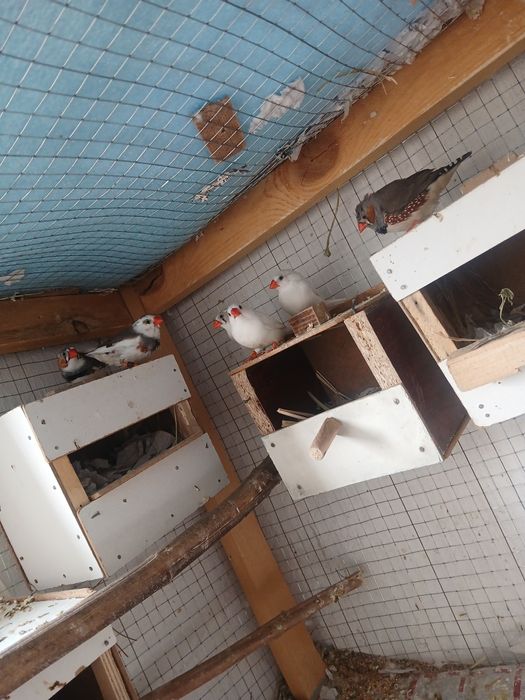 Tayyor ishlab turgan amadinkalar sotiladi soglom parasi 100 ming