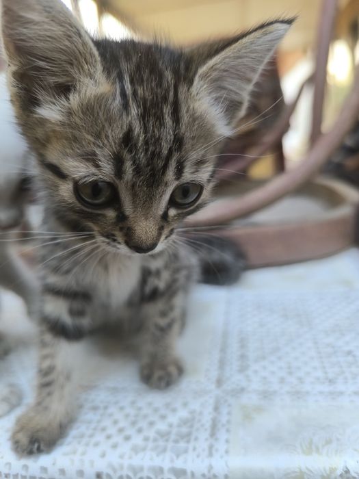 Котята 2.5 месяца