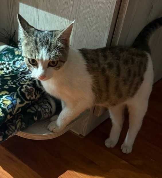 В добрые руки маленькая зайка