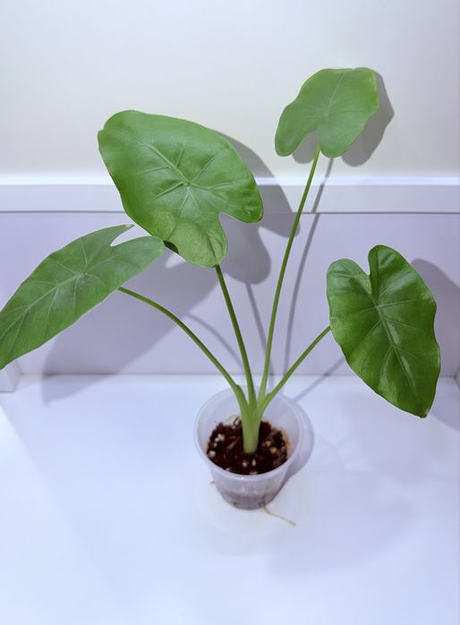 Алоказия, комнатные растения, комнатные цветы