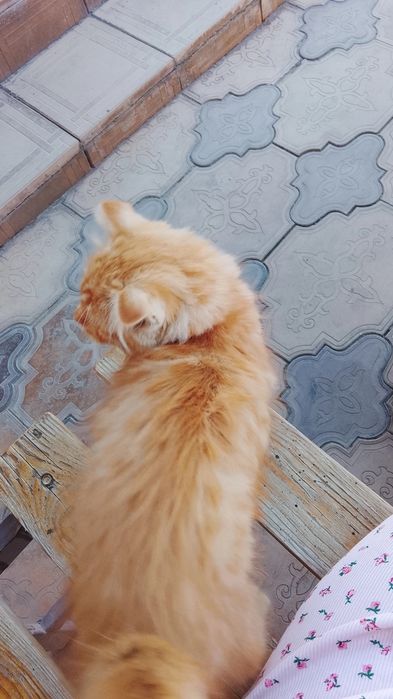 Вислоухий котёнок