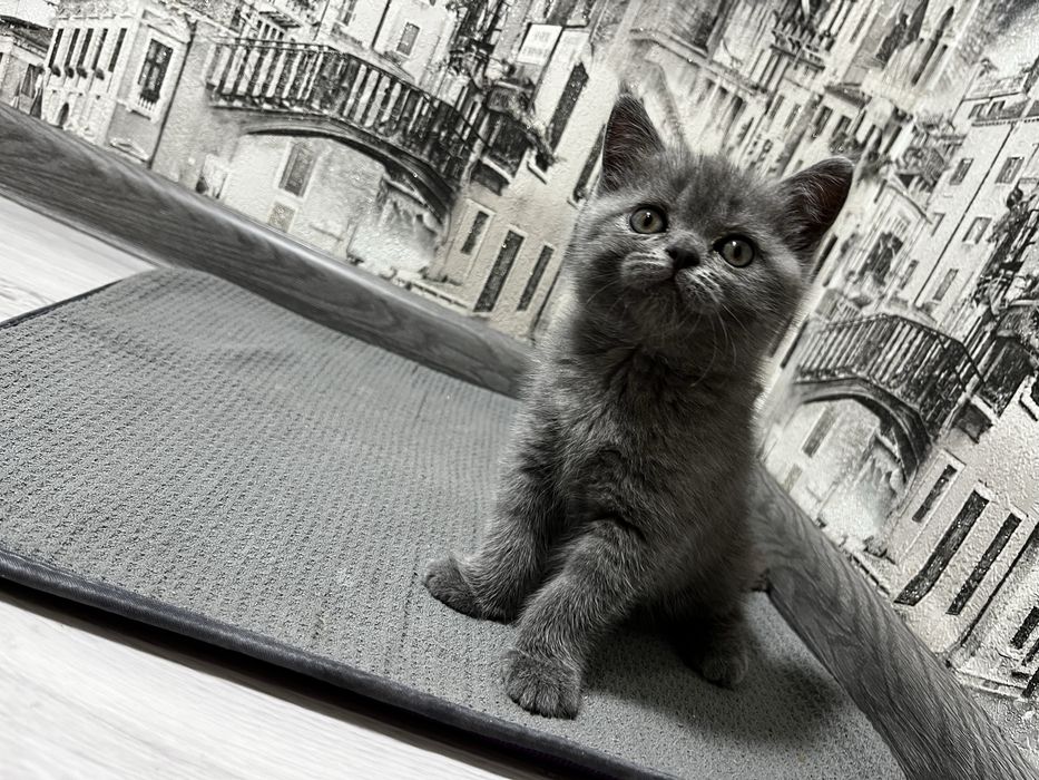 Котята голубые британские