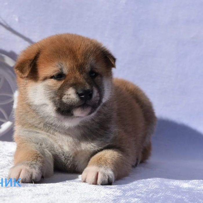 Щенки сиба ину мальчик и девочка