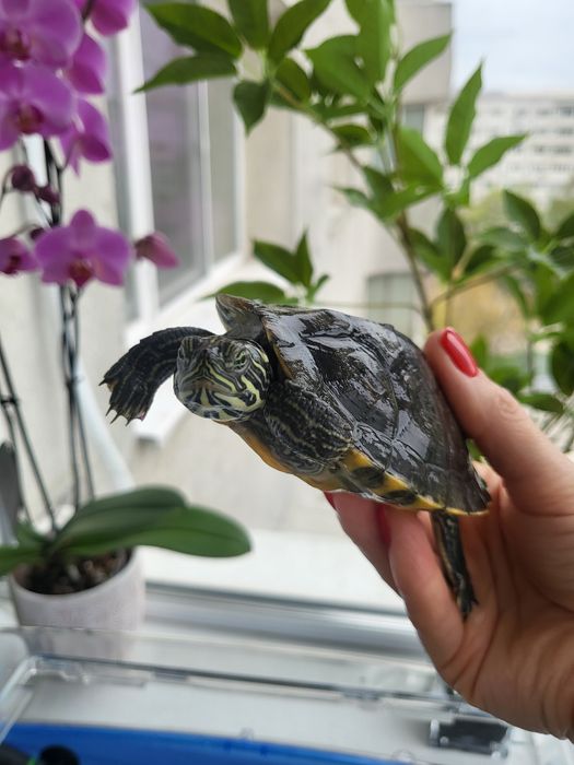 Vând broscuța țestoasă +accesorii in Iași