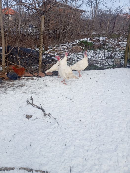 Продавам малки паунчета и кокошета