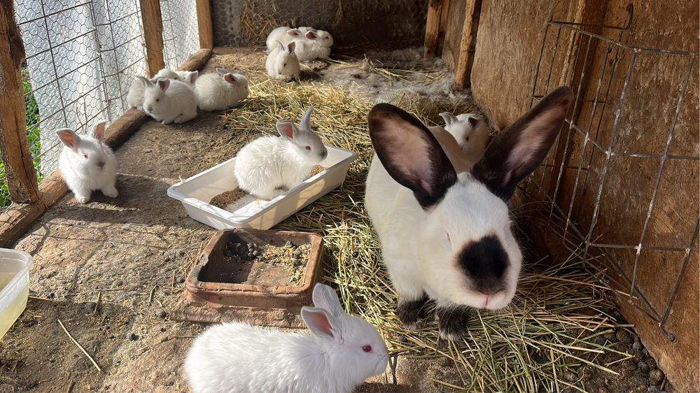 Vand iepuri urias de transilvania.m