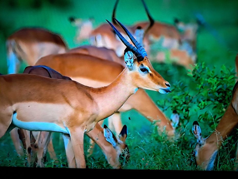 Телевизор панасоник 32 " 82см диагонал смарт