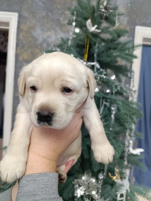 Лабрадор-ретривер