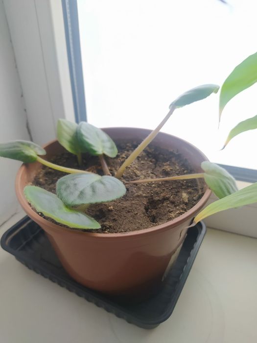 Цветы комнатные продам