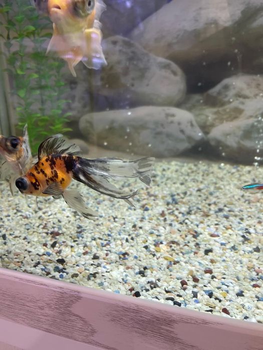 Продаются золотые рыбки телескопы