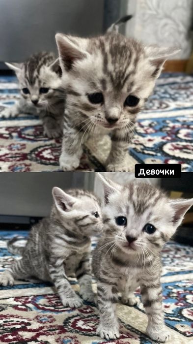 Продам породистых котят