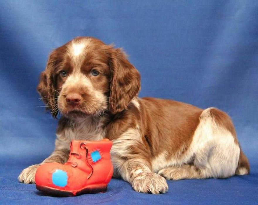 Шоколадные малыши