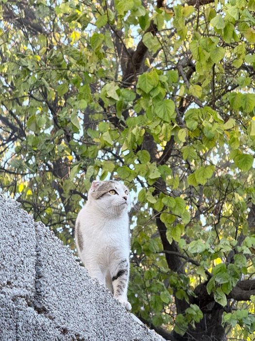 Продоется котёнок ,мальчик