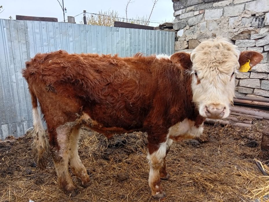 Продам бычка. Каз.белоголовый.