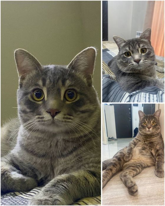 Кот в добрые руки!