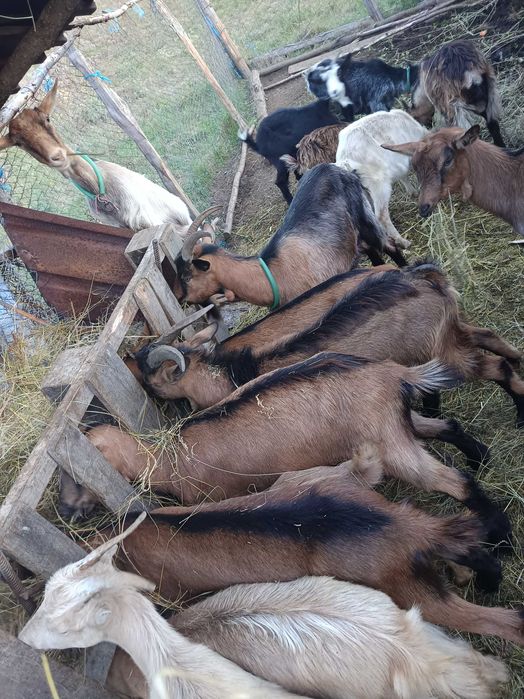 Capre, țapi și iezi de vânzare