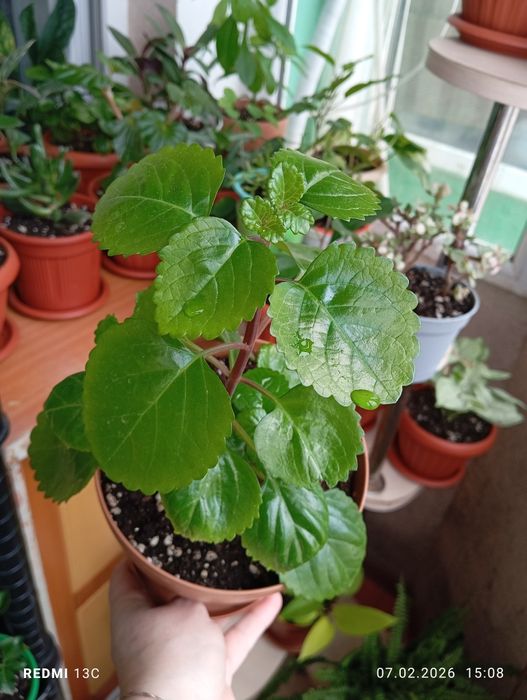 Продам цветы комнатные