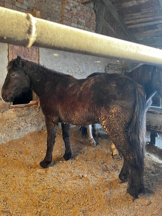 Продам лошадей откорм