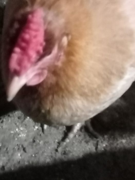 Инкубационное яйцо 180 тенге .