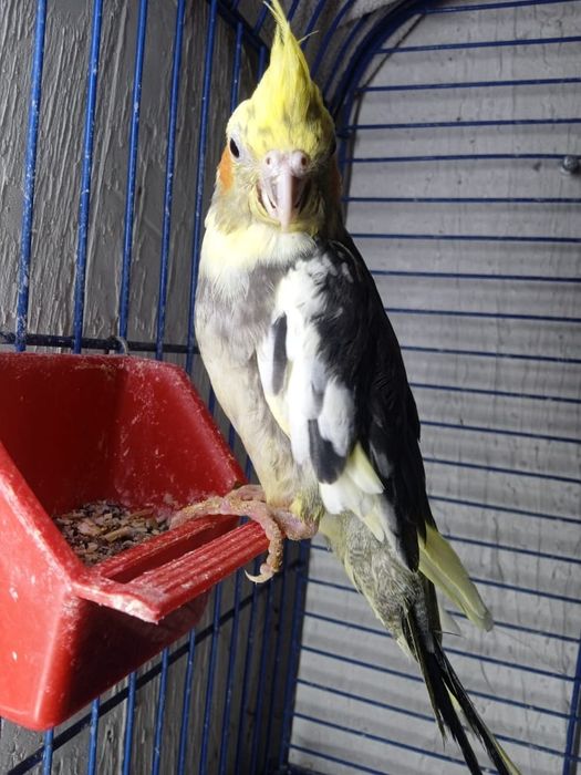 Кореллы попугайчики