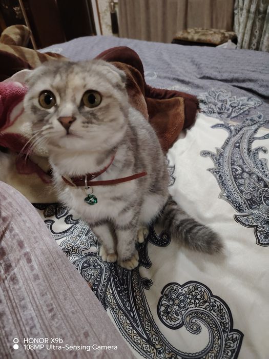 Кошка скоттиш фолд