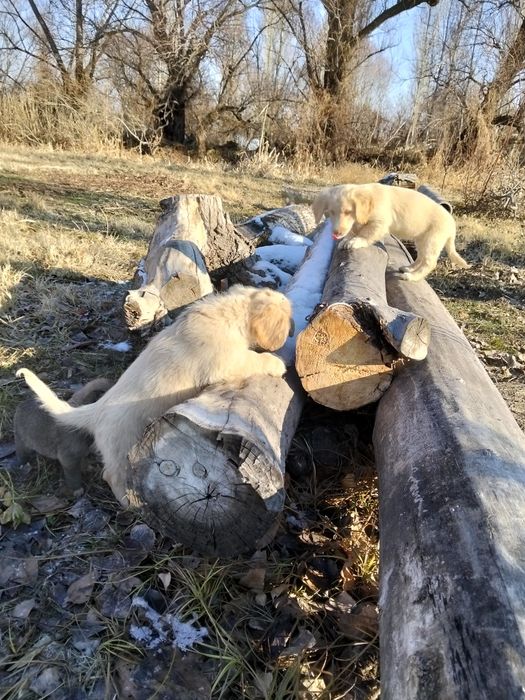 Охотничный собака