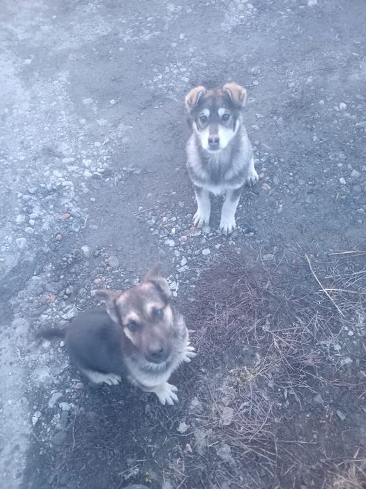 Отдам щенков в хорошие руки