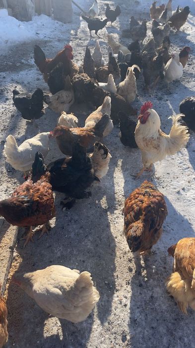 Уйдын тауыктары 5000 мннан