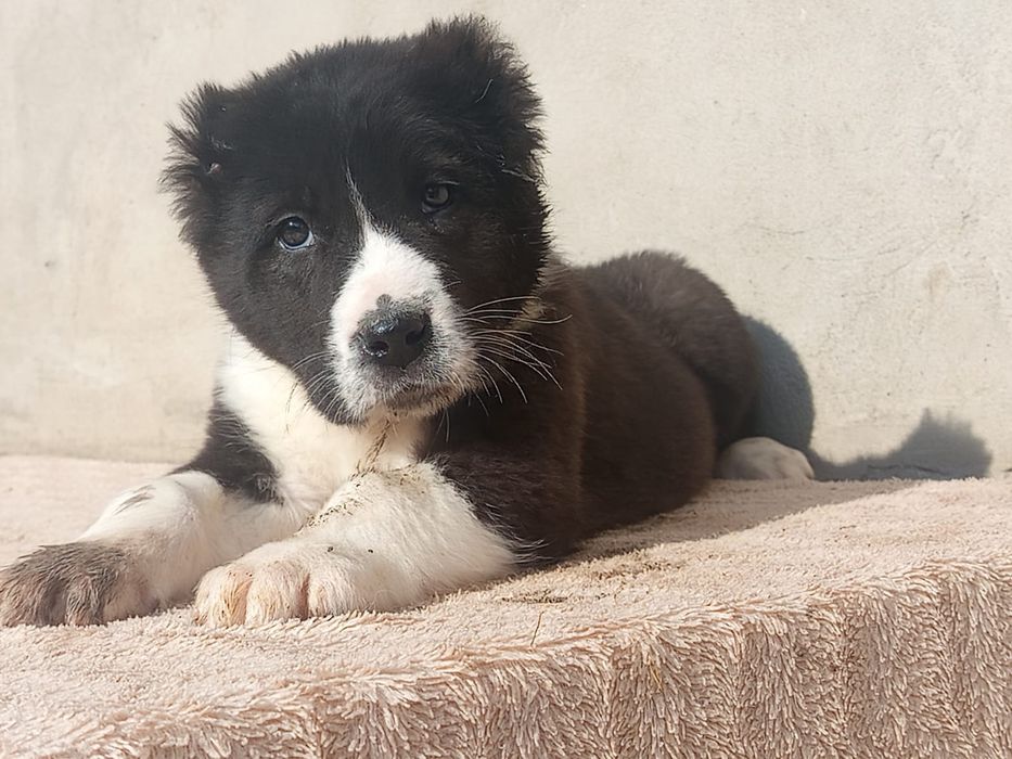 Щенки САО Алабай