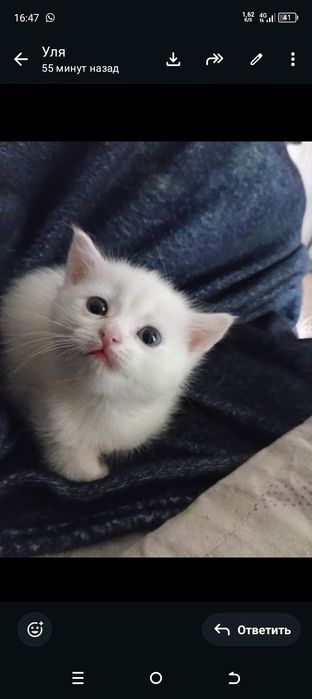 Продам котенка 2 месяца.