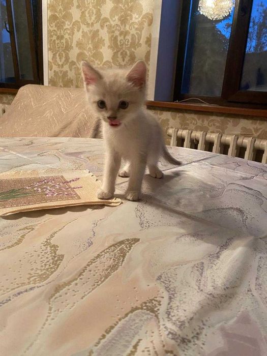 Котёнок, в добрые руки