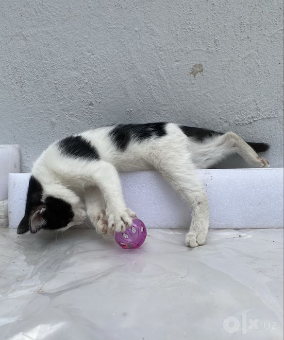 Котенок в добрые руки