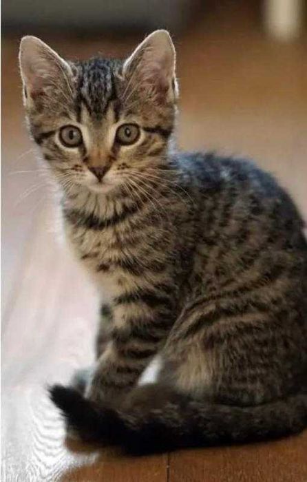 Котята в хорошие руки