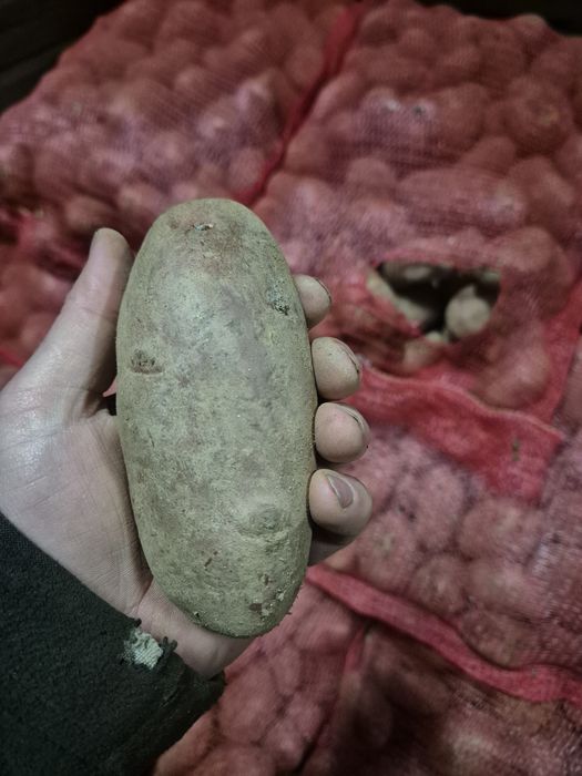 Cartofi de consum rosu Red Laidy