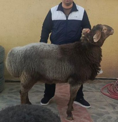 Киргиз кучкор сотилади.