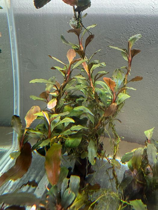 Plante acvariu bucephalandra