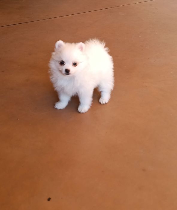 Pomeranian mini spitz