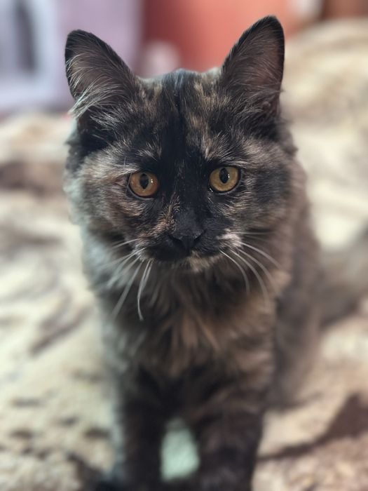 Отдам даром в любящие руки