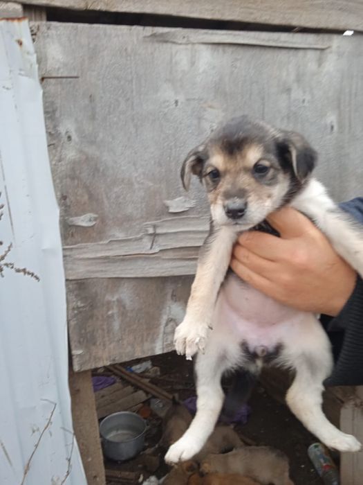 Ищем дом щенкам холодно