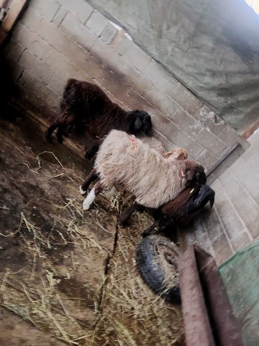 Продам баран толстых