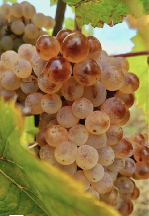 Struguri de vin diferite soiuri