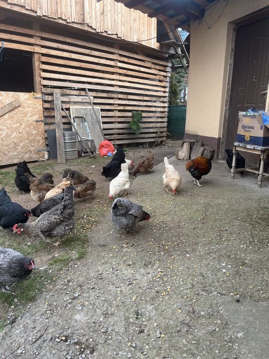 Vand pui de 1 zi dar si de 7 zilede la gaini Curcubeu