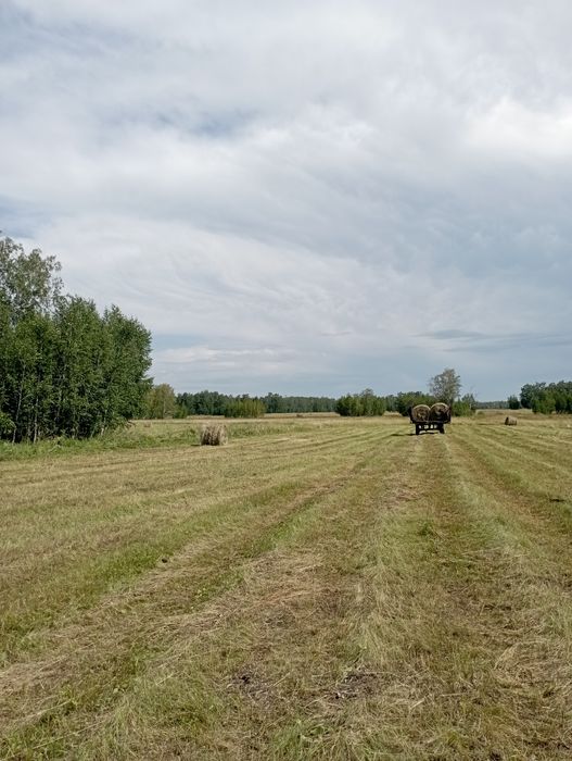 Продам сено в рулонах