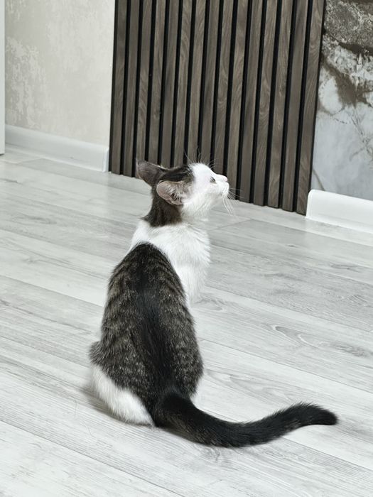Ищет дом красивая кошечка