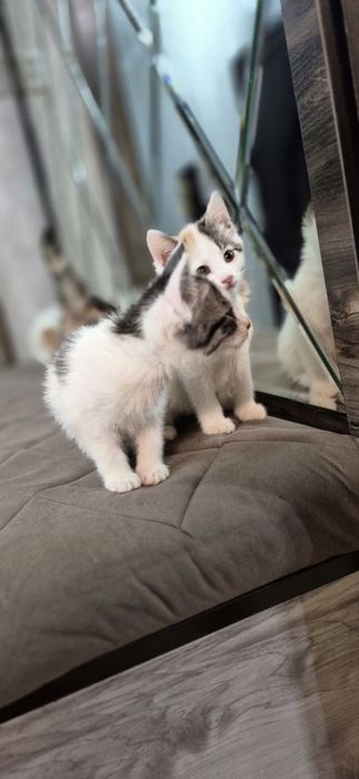 Пристройство кошечки и котят по отдельности можно