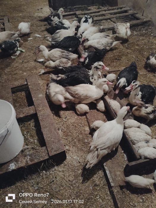 Продам молодых индоуток