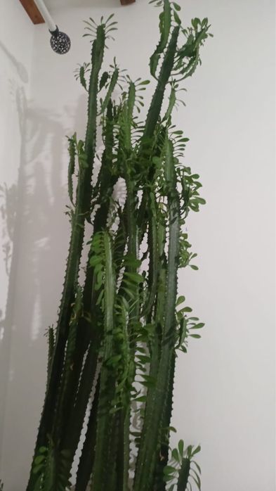 Продам растение кактус молочай