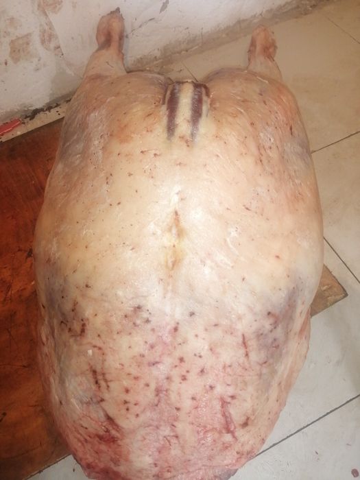 Мясо конина на согым