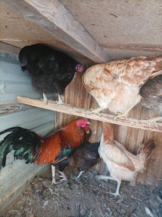 Xo'roz tovuqlar sotiladi xammasi tuxumda